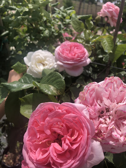 Jardinerie Pépinière Faure, Jardinerie à Bouc-Bel-Air