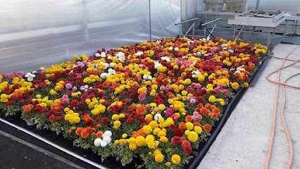 EARL Les Serres Du Faing Horticulture, Jardinerie à Sainte-Marguerite