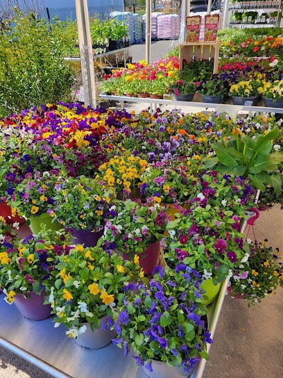 Bégonia - Les Jardins De Bretteville, Jardinerie à Thue et Mue