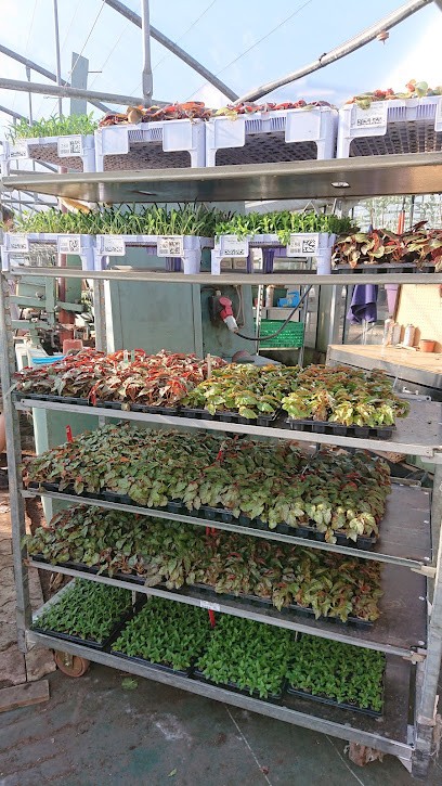 Au Jardin De Caro, Jardinerie à Saint-Pourçain-sur-Sioule