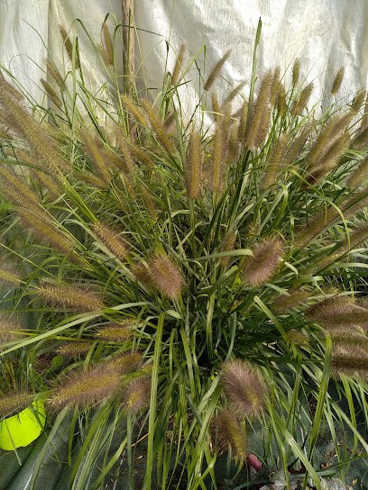 Aux Merveilles Du Jardin | Producteur De Plants De Légumes Et De Fleurs, Jardinerie à Rochechouart