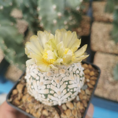 Spina Madre - Cactus & Succulentes, Jardinerie à Saint-Montan