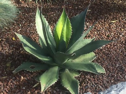 Tropic' LolÏ - Arbres, plantes, agaves, oliviers, arbustes... - Pommier (62111), Jardinerie à Pommier