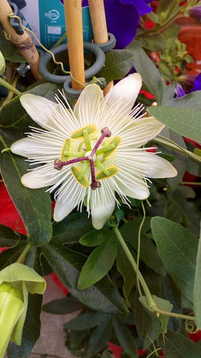 Gamm vert, Jardinerie à Poligny