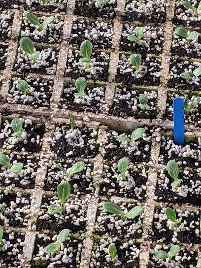 Pousse Occitane, Jardinerie à Montech