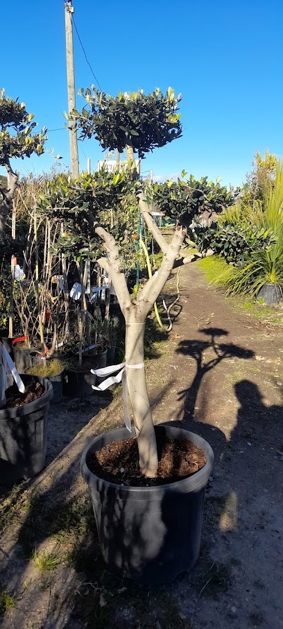Jardin D'Héloïse, Jardinerie à Rousson
