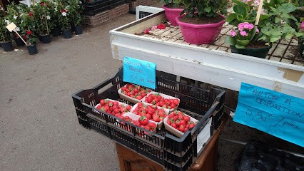 Les serres de l’ecaillon, Jardinerie à Thiant
