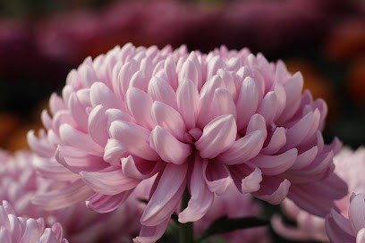 Les Serres du Vallon, Jardinerie à Valady
