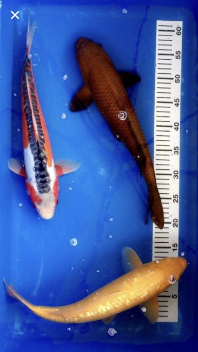 Foessel Didier, Jardinerie à Limersheim