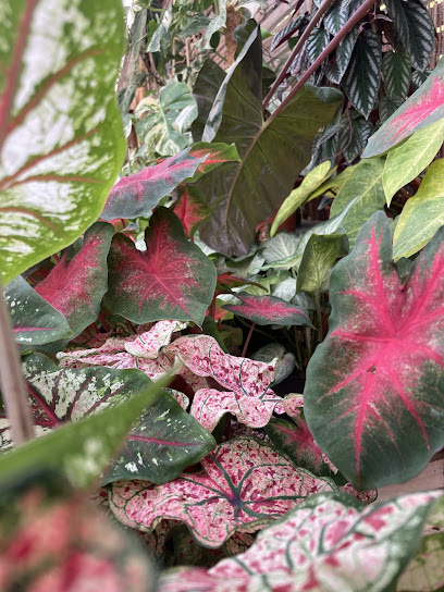 Le Tropique Des Plantes, Jardinerie à Perpignan