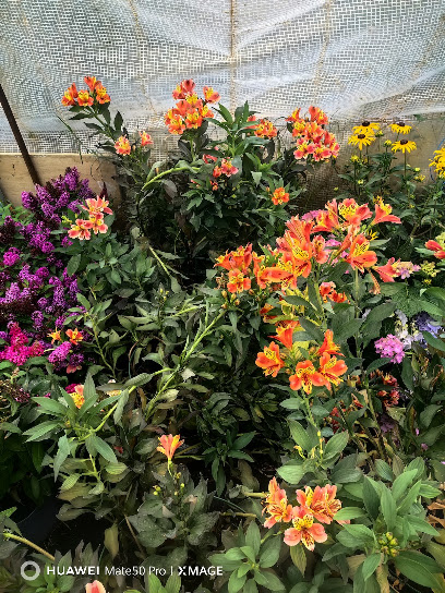 Le Jardin De Bedes, Jardinerie à Jouques