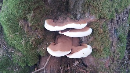 Gamm vert, Jardinerie à Peyrilhac