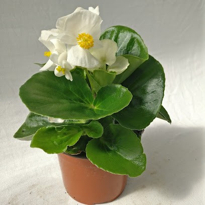 Serres Du Lycée De Chervé, Jardinerie à Perreux