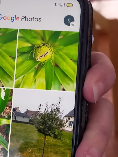 Point Vert PLOUGASNOU, Jardinerie à Plougasnou