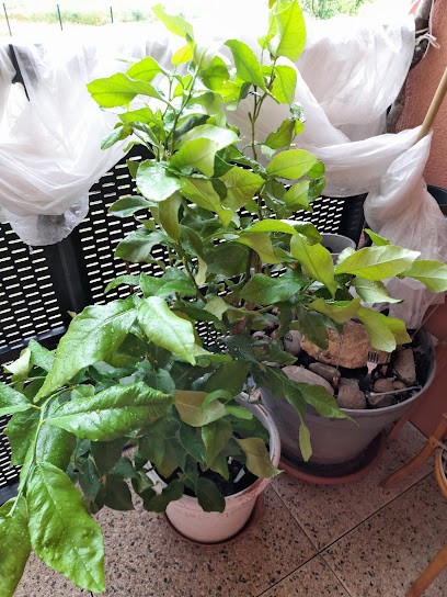 Diffus'AGRI SICA COOP - POINT VERT, Jardinerie à Saint-Trivier-sur-Moignans