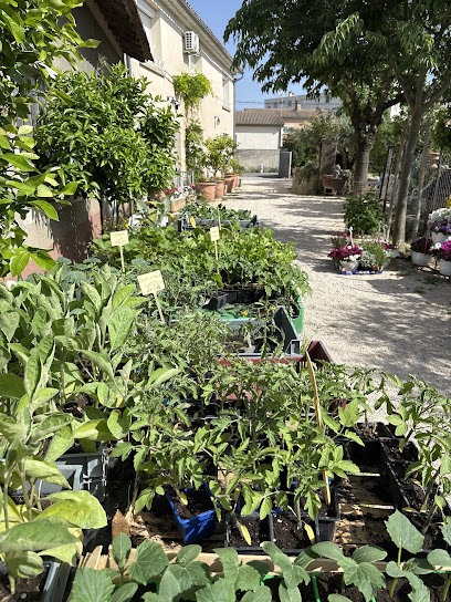 Horticulture Vialet, Jardinerie à Pont-Saint-Esprit