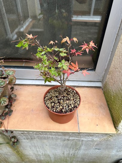 Bonsaï France, Jardinerie à Prayssac