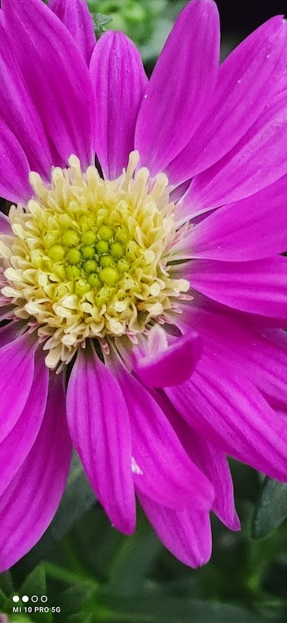 Gamm Vert, Jardinerie à Peyrehorade