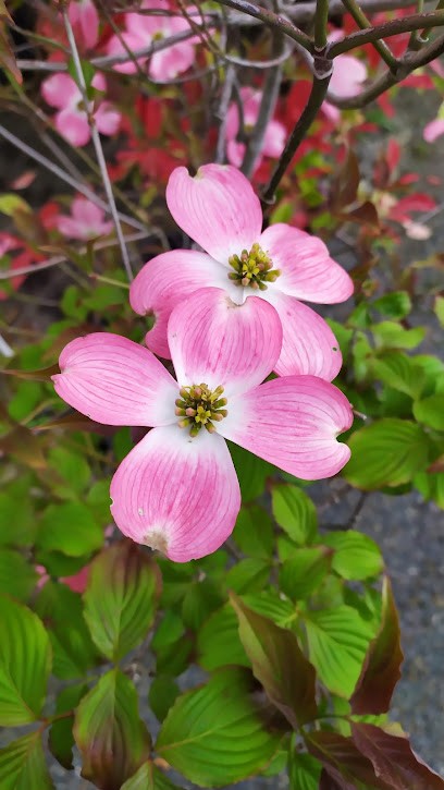 Jardicausse, Jardinerie à Rignac