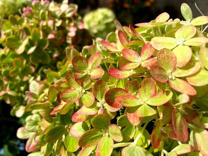 Graineterie Bertrand, Jardinerie à Saint-Lactencin