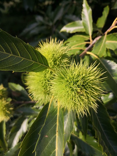 Magasin Vert QUEVEN, Jardinerie à Quéven